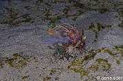 Lysiosquillina-lisa squille mante tachetee rouge-Komodo Stargazer-10m-20160804nuit-Denis-ADER-DSC_0006_tn